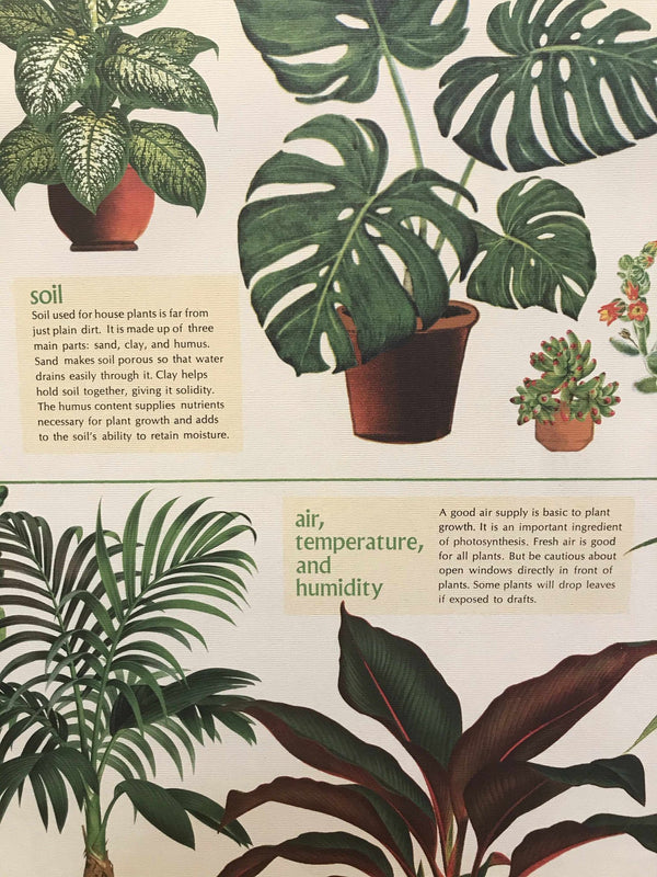 House Plants Poster-Poster-Yellow Umbrella