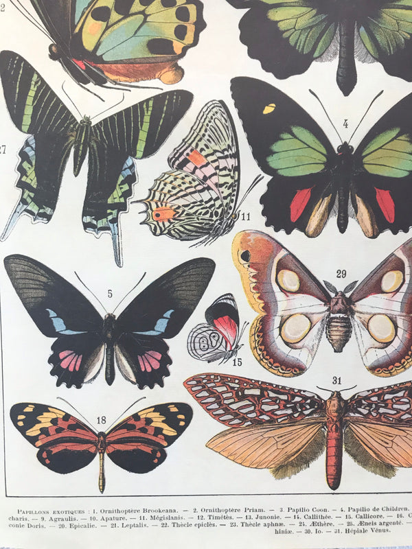 Papillons Poster