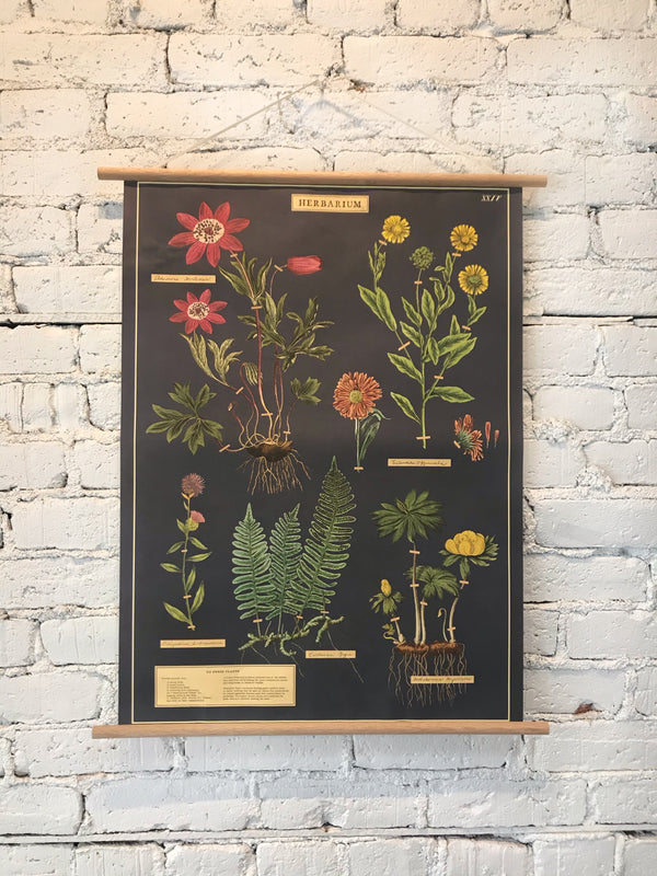 Herbarium Poster