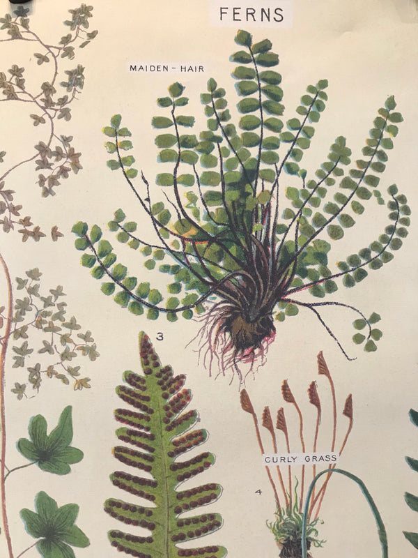 Fern Poster
