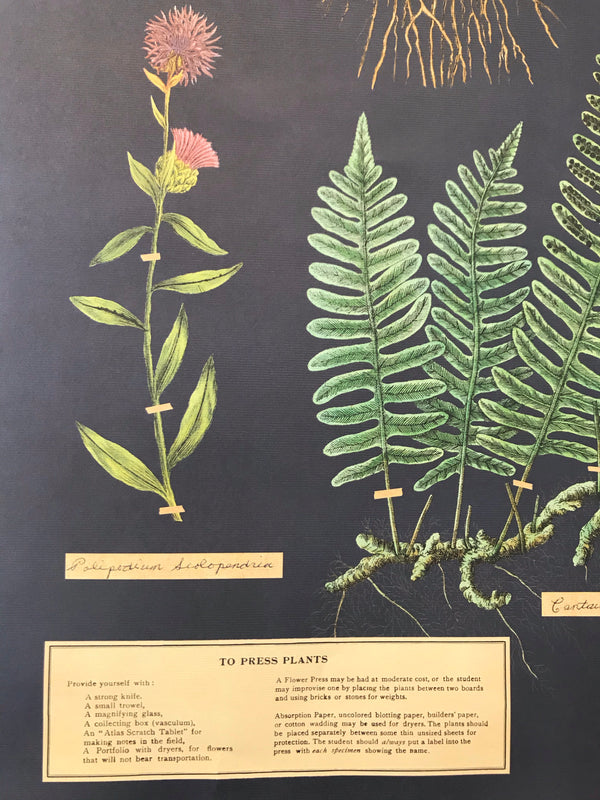 Herbarium Poster